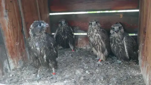 Птенцов редких соколов-балобанов выпустили в природу из питомника в Южной Сибири