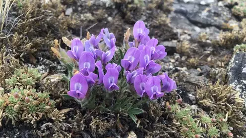 Ученые разработали цифровую базу для охраны флоры Байкала