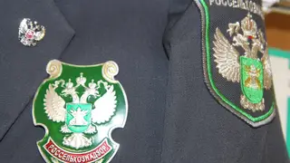 В пельменях из Железногорска нашли ДНК свиньи и опасный «мясной клей»