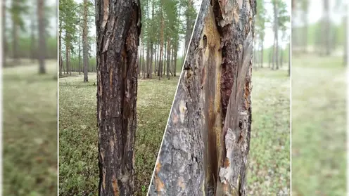 В тайге Красноярского края обнаружили меченые «пальмой» деревья