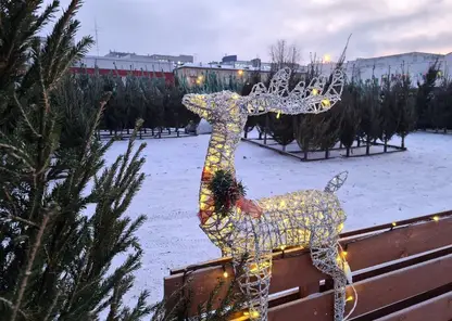 Ёлочные базары заработали в Центральном районе Красноярска