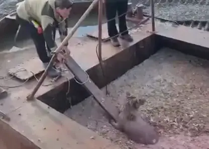 На Камчатке спасли медвежонка, нырнувшего в рыбные отходы