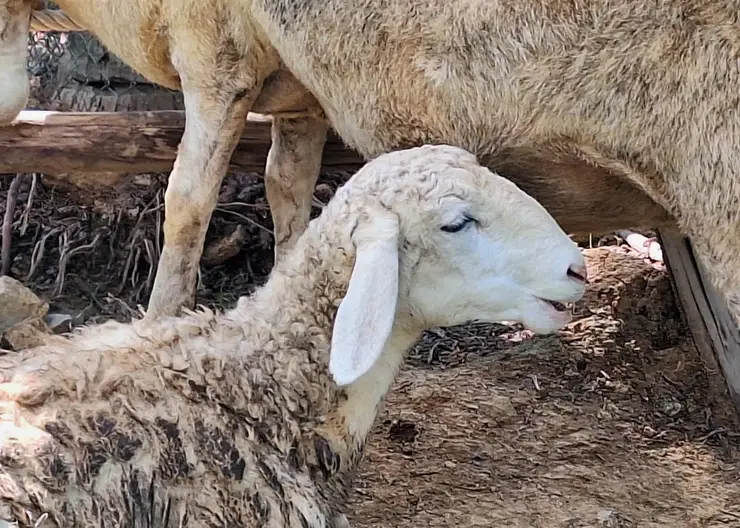 Карантин по бешенству объявлен в Кузбассе: введены строгие ограничения