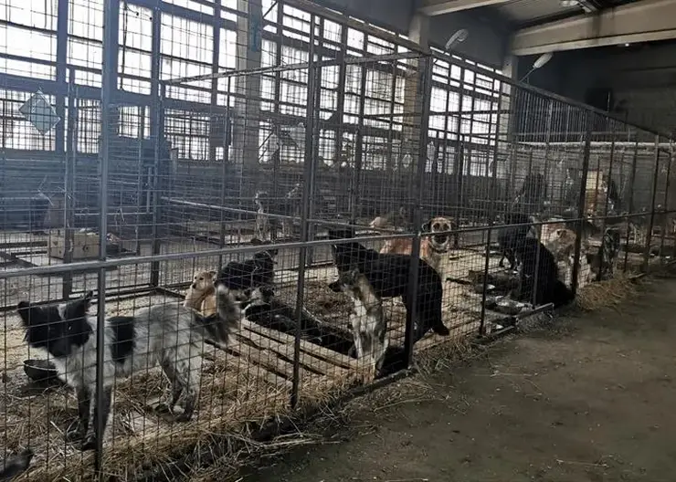 В Красноярске 1249 собак отловлены и помещены в городские приюты с диагнозом агрессивности