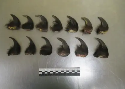 Таможенники в Чите обнаружили в сумке у иностранца когти бурого медведя