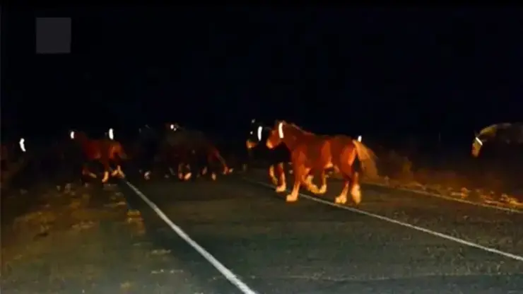 В Туве на лошадей надели светоотражающие ленты