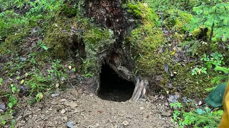 Лесные пожарные спасли берлогу медведя от огня в Красноярском крае