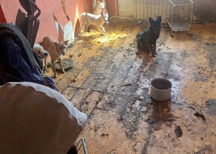 В Кызыле судебные приставы выселили из квартиры стаю собак