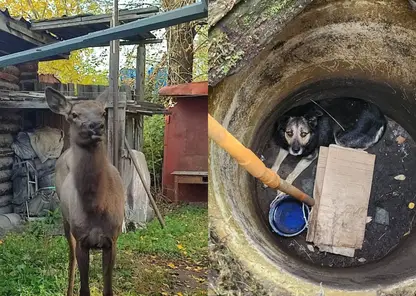Сотрудники МЧС спасли двух животных в Красноярском крае за неделю