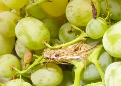В Красноярск ввезли почти три тонны зараженного винограда