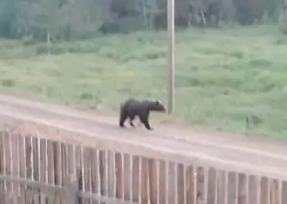 Три медведя ходят по улицам Эвенкийского района