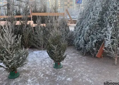 В Центральном районе Красноярска откроют три ёлочных базара