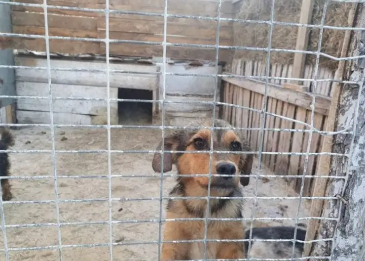 В Забайкалье запретят выгуливать собак без хозяев и кормить бездомных животных