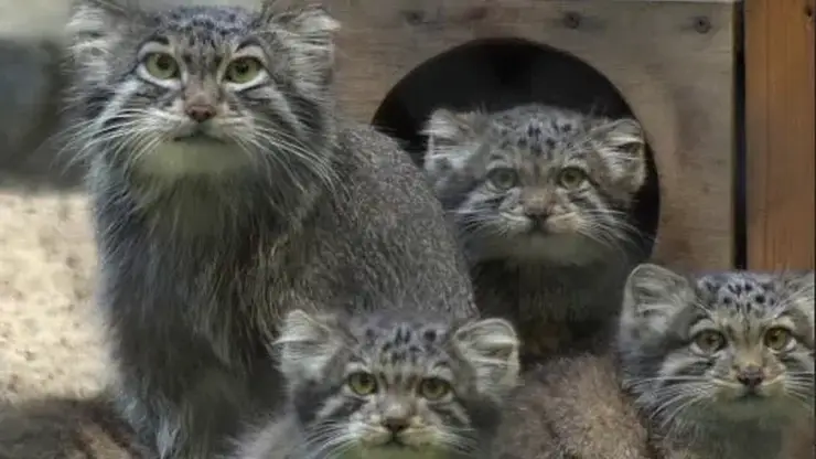 Осторожно, передозировка милоты! В Новосибирске показали, как отдыхает мама-манул с детками