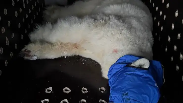 Белую медведицу, напавшую на людей на Таймыре, поймали после двух недель поисков