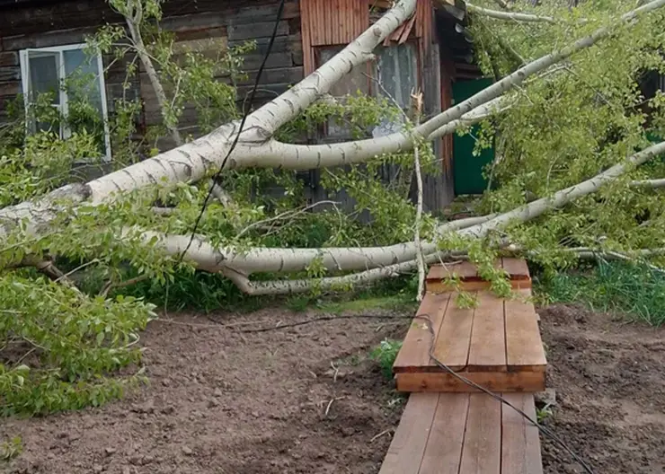 В Красноярске сильный ветер повредил 14 автомобилей и повалил 28 деревьев