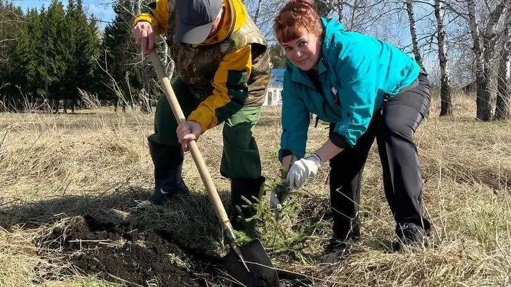 Лесные пожарные высадили более шести тысяч елей возле озера Большое в Красноярском крае в память о героях Великой Отечественной войны