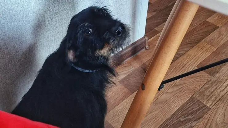 В Госдуме предложили ограничить число собак и кошек в квартире