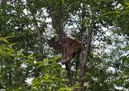 Дикая рысь разгуливает по улицам Иркутска уже трое суток