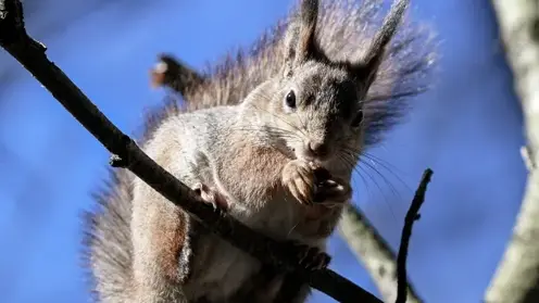 60 человек в Томской области пострадали от укусов диких животных с начала года