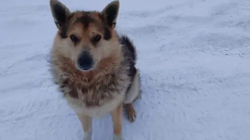 В Томской области ребенок получит компенсацию за укус бродячей собаки