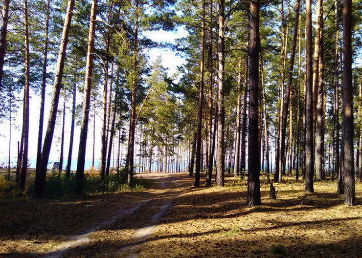 Статус природного парка получил Караканский бор в Новосибирской области