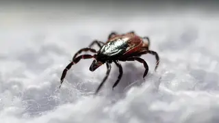 Более 69 тысяч жителей Томской области планируют привить от клещевого энцефалита