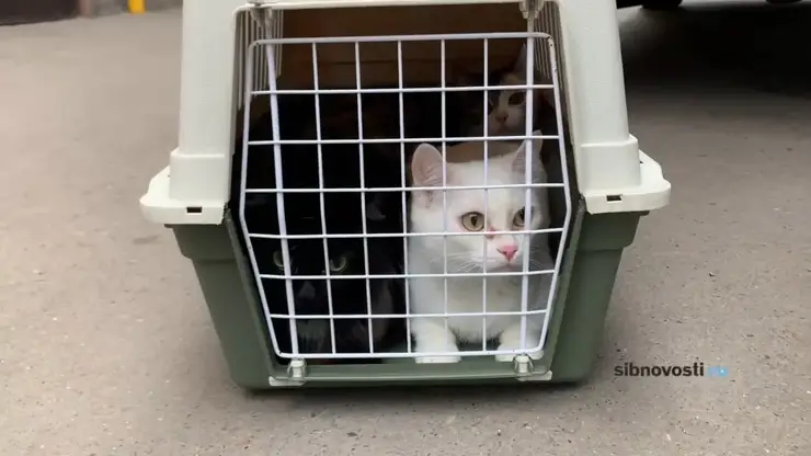 Кошек и собаку спасли из дома, где провалился грунт в Красноярске