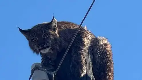 В Забайкалье рысь переплыла реку и забралась на столб