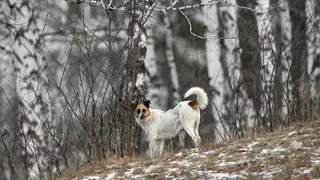 Ребенка, пострадавшего от нападения собак в детском лагере в Забайкалье, доставят в Москву