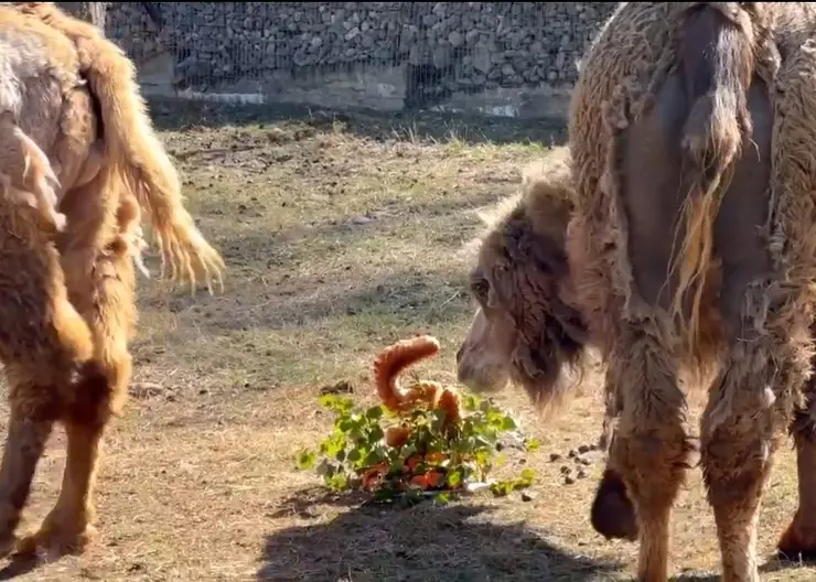 В зоопарке «Роев ручей» верблюда Женьку одарили большим тортом в день рождения