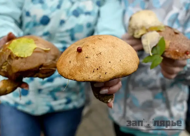 Под Норильском нашли подберёзовик весом 361 грамм