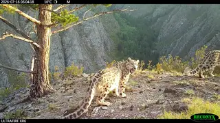 Шесть снежных барсов из Саяно‑Шушенского заповедника получили «паспорта»