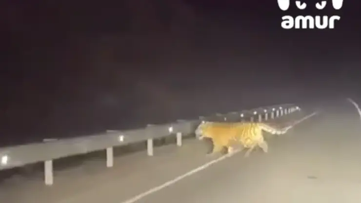 Тигр вышел на трассу в Хабаровском крае и растерялся при виде автомобиля