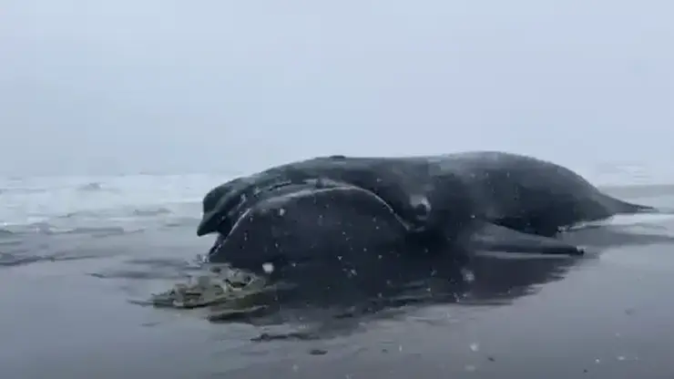 На Камчатке нашли мертвого японского кита