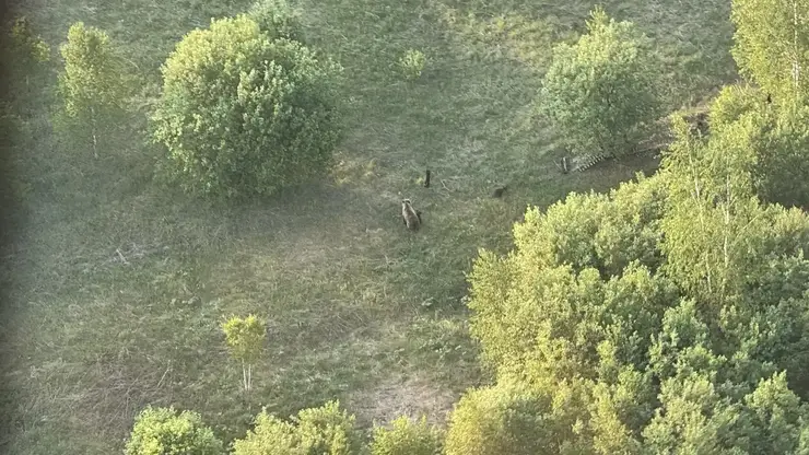 Четыре медведя попали в кадр пилота во время полёта над Енисейском