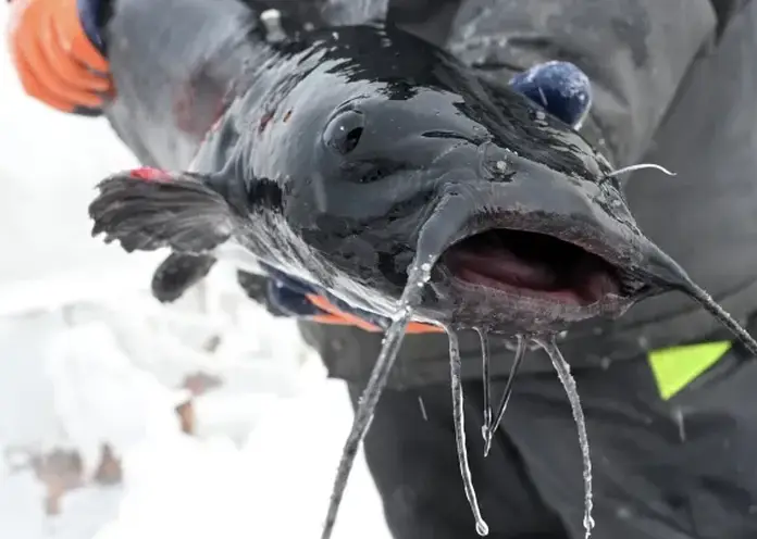 В Томской области возбудили дело о браконьерстве на 3,6 млн рублей