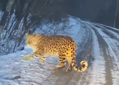 Хищник из России: дальневосточного леопарда засняли в Китае