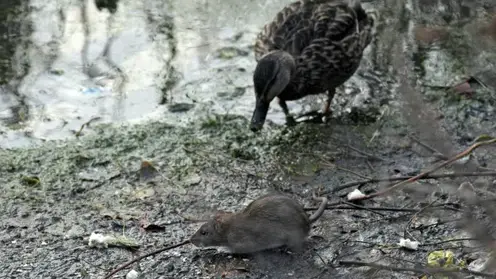 Уличные крысы девять раз напали на жителей Красноярска в первом квартале 2025-го