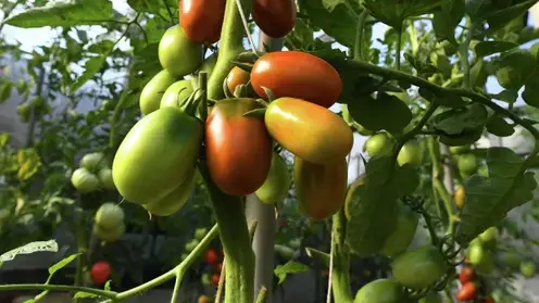 Красноярцам рассказали о пользе и опасности томатов для человеческого организма