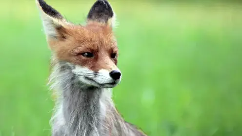 Вспышка бешенства в России: ученые рассказали о смертельной опасности вируса и способах защиты