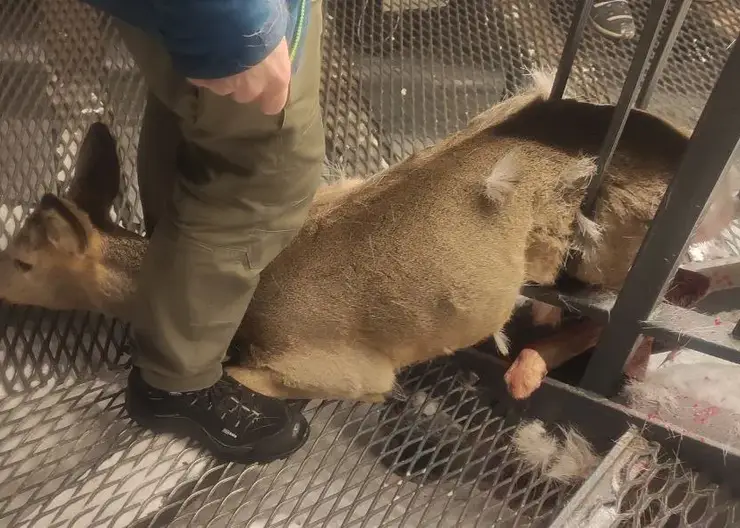 Косуля застряла на Торгашинской лестнице в Красноярске