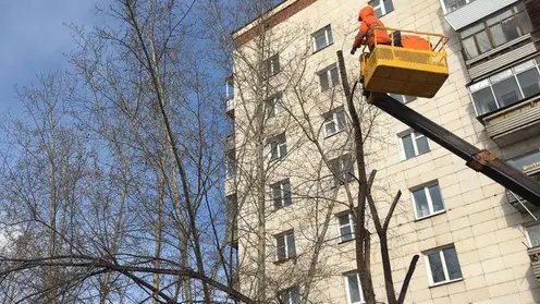 В Красноярске начали санитарную обрезку деревьев