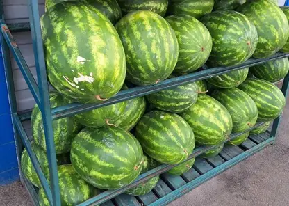 Алтайские эксперты развеяли 12 популярных мифов и раскрыли правду об арбузах