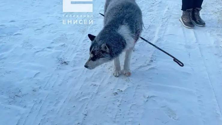 В Красноярском крае хаски задрал несколько овец и напала на мужчину