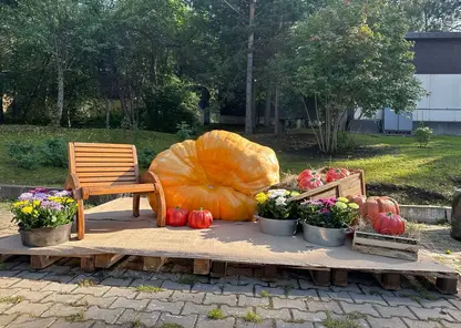 Красноярка вырастила на грядке гигантскую тыкву весом в полтонны и побила собственный рекорд