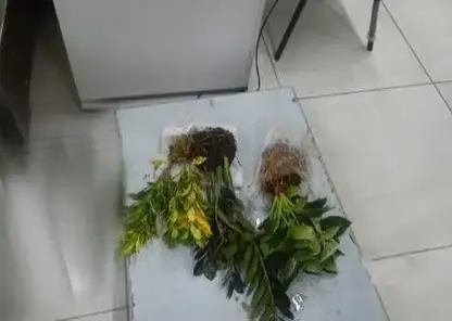 Любительница комнатных растений заплатит штраф за попытку ввоза цветов без документов в Новосибирск