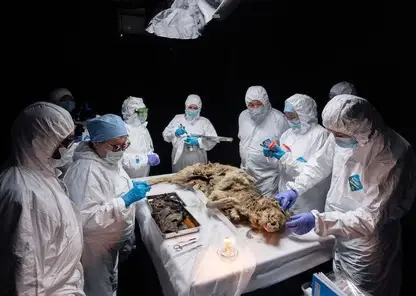 В Якутии нашли мумию древнего волка: ей более 44 тысяч лет