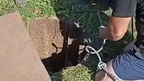 Спасатель вытащил овечку из колодца в Новосибирской области. Об этом его попросили дети