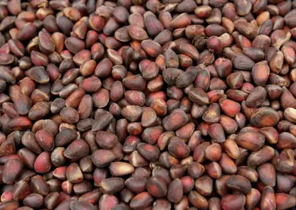 В Омской области появится завод по переработке кедрового ореха